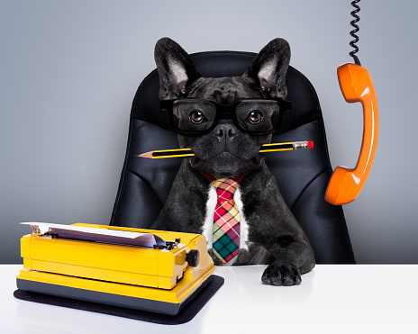 Business Lessons From A Dog